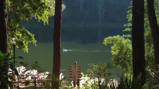 Красивий і спокійний вид на природу з плаванням білий лебідь на озері — стокове відео