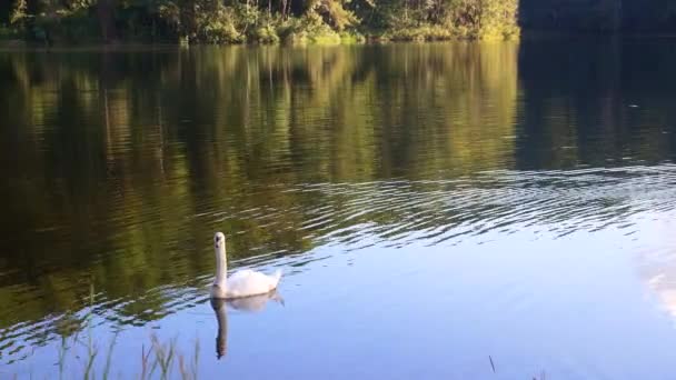 夕日の穏やかな穏やかな湖でのシングルミュート白鳥やシグナスの色の滑空 — ストック動画