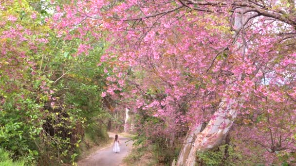 Πίσω όψη της γυναίκας είναι τα αξιοθέατα της κερασιάς ανθίζει το περπάτημα στο δρόμο — Αρχείο Βίντεο