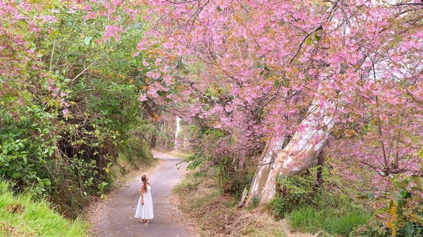 Женщина в белом платье наслаждаться сакурой цветущей в саду, весенний цветок вишни — стоковое фото