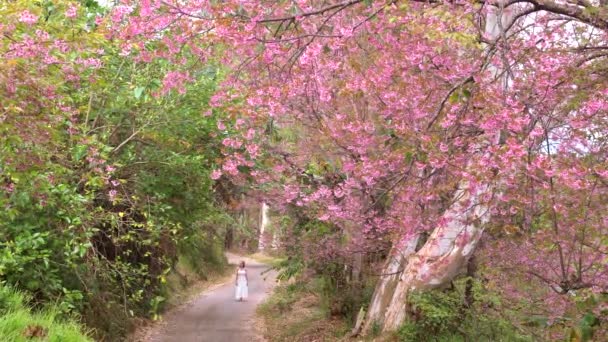 Γυναίκα σε λευκό φόρεμα απολαμβάνουν sakura ανθίζουν στον κήπο, ανθίζουν κερασιές άνοιξη — Αρχείο Βίντεο