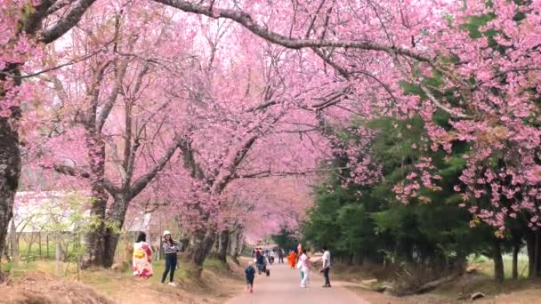 Туристи в масках для обличчя гуляють в саду сакури, насолоджуються вишневими квітами дерев — стокове відео
