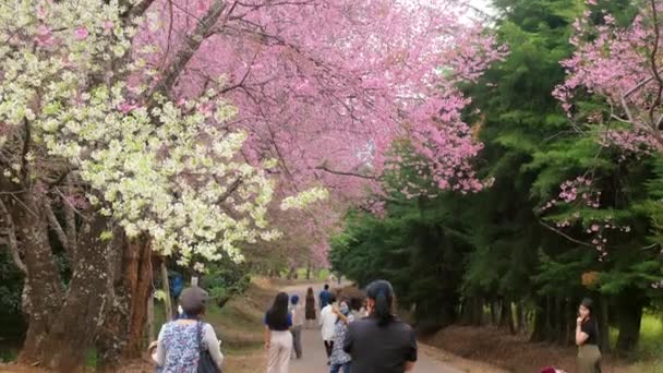 Maskeli turistler Sakura bahçesinde yürüyor, kiraz ağaçlarının tadını çıkarıyorlar. — Stok video