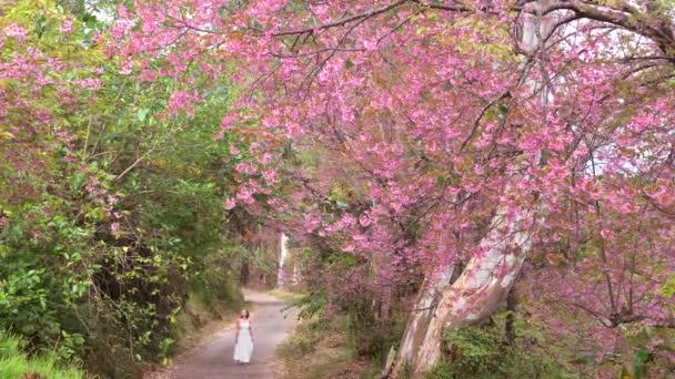 Жінка в білій сукні насолоджується сакурою, що цвіте в саду, весняне вишневе дерево розквітає — стокове відео