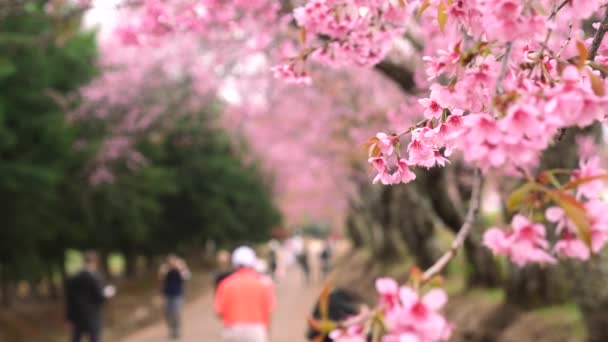 Pembe çiçekli ağaç dalları bulanık arka planda turistler — Stok video