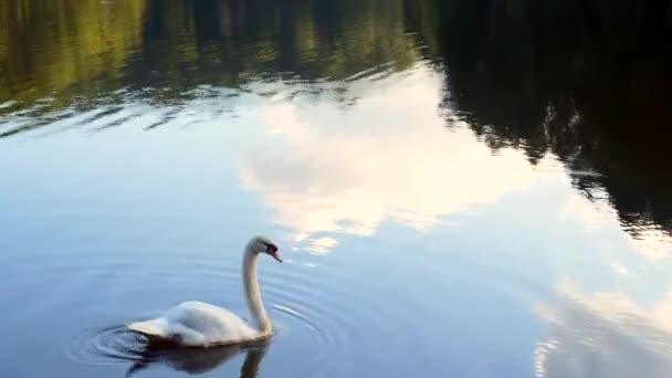 Anmutiger weißer Schwanenvogel schwimmt allein auf See mit dunklem Wasser — Stockvideo