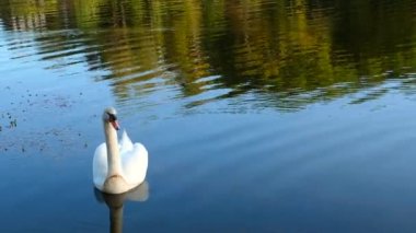Tek beyaz gün batımı suyunda yüzer. Beyaz kuğu en büyük uçan kuş.