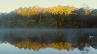Sabahın erken saatlerinde sisli nehirde yüzen beyaz kuğuyla inanılmaz bir rüya.