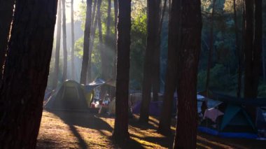 Şafakta çam ormanında çadır kampı. Çam ağacının arasında kurulmuş çadırlar