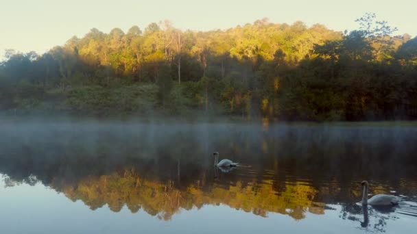 Due bellissimi cigni bianchi che nuotano su un fiume nebbioso al mattino presto — Video Stock