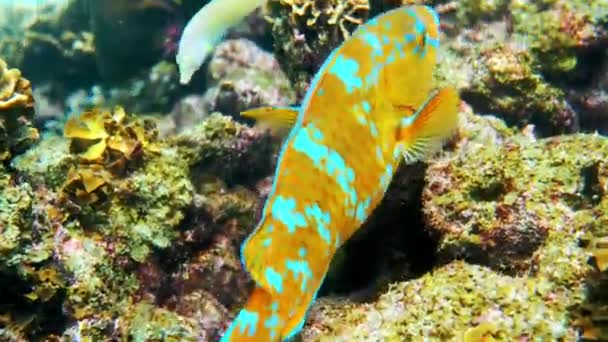 Onderwater van prachtig gekleurde blauwbaardpapegaaivissen zwemmende koraalriffen — Stockvideo