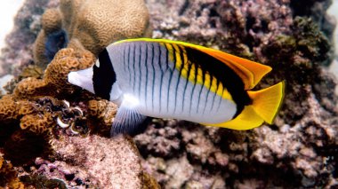 Deniz altı kelebek balığı videosu, deniz yaşamındaki en büyük kelebek balığı.
