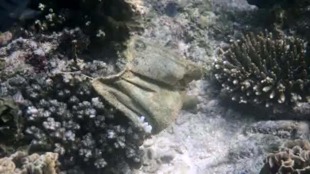 Медицинская маска, покрытая грязью и водорослями, лежит на коралловом рифе — стоковое видео