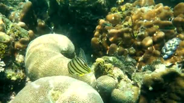 Eight-banded butterflyfish in white variation or eight-striped butterflyfish — стоковое видео