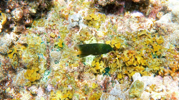 Jewel Damselfish nos recifes de coral do Golfo da Tailândia em snorkeling ou mergulho — Fotografia de Stock