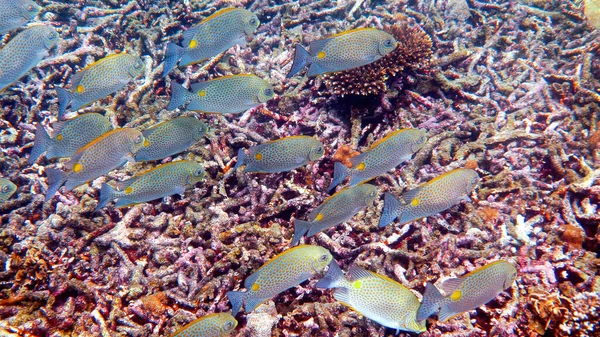 Onderwater video van gouden konijnvissen Siganus guttatus school in koraalrif — Stockfoto