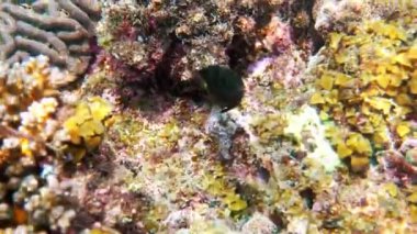 Tayland Körfezi 'ndeki mercan resiflerinde dalış ya da şnorkelle yüzme üzerine Jewel PapBencil