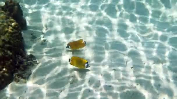 Underwater video of blackcap butterflyfish swimming in tropical coral reefs — ストック動画