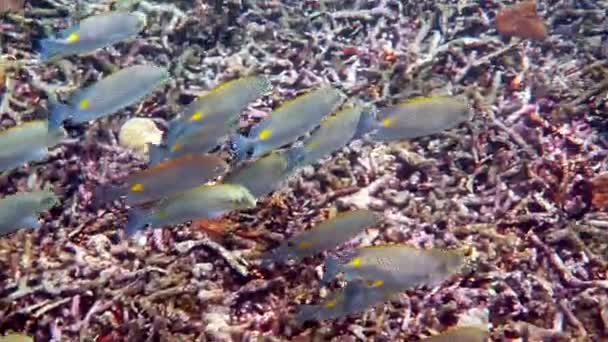Подводное видео золотой кроликовой рыбы Siganus guttatus school в коралловом рифе — стоковое видео