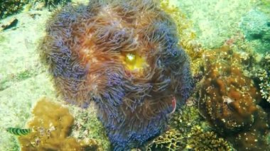 Denizdeki deniz şakayığı evinin dokunaçları arasında yüzen amonyak balığı, Koh Tao Adası.