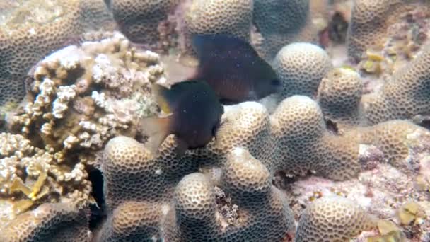 Jewel Damselfish in de koraalriffen van de Golf van Thailand op snorkelen of duiken — Stockvideo