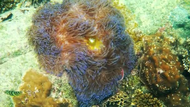 Anemonefish swimming among tentacles of his anemone house in sea, Koh Tao island — Vídeos de Stock