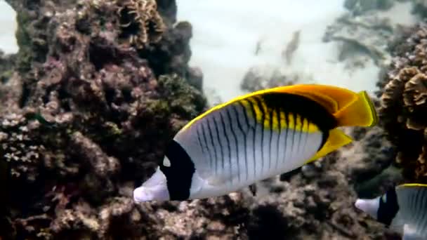 Onderwatervideo van gevoerde vlindervis, grootste vlindervis in het mariene leven — Stockvideo