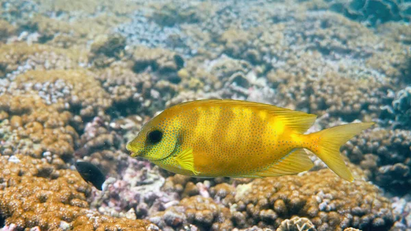 Underwater photo of snorkeling or diving on sea coral, blue-spotted spinefoot — Stockfoto