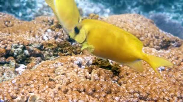 Onderwatervideo van snorkelen of duiken op zeekoraal, blauwgevlekte spinefoot — Stockvideo
