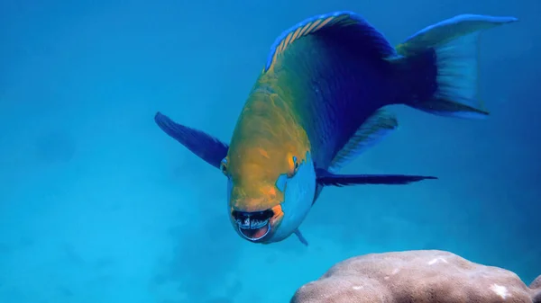 Underwater photo of blue Queen parrotfish swimming among coral reef — Stock Photo, Image