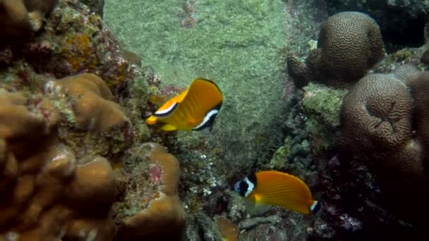 Podvodní video motýlů plovoucích v tropických korálových útesech — Stock video
