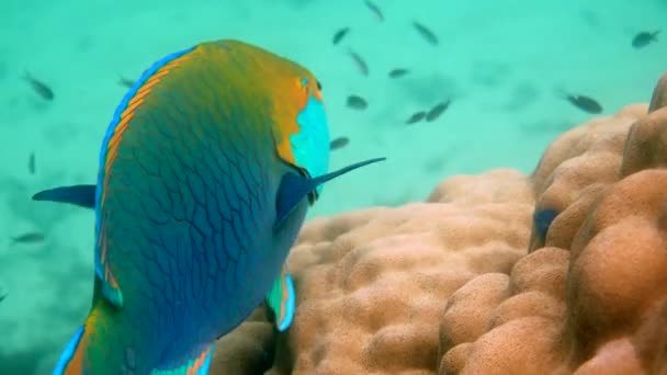 Underwater video of blue Queen parrotfish swimming among coral reef — Vídeos de Stock