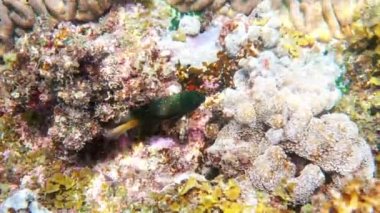 Tayland Körfezi 'ndeki mercan resiflerinde dalış ya da şnorkelle yüzme üzerine Jewel PapBencil