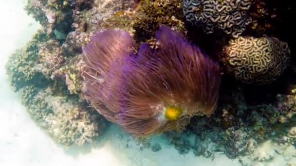 Amphiprion perideraion lub anemonefish pływanie wśród macek ukwiału gospodarza — Wideo stockowe