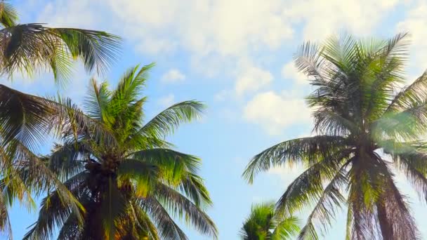 Вид на зеленые пальмы против неба. Пальмы на тропическом побережье, летние деревья. Пляж на тропическом острове. Пальмы на закате теплый солнечный свет. Вид снизу на кокосовые пальмы в Таиланде. — стоковое видео