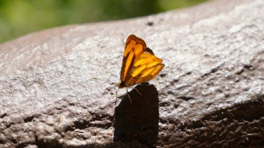 Doğa ormanında kelebek, ulusal parkta oturuyor. Güzellik kavramı