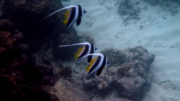 Onderzees uitzicht op de school van langvin bannervissen in prachtige koraalriffen in Thailand. Groep gestreepte zeevissen op snorkelen of duiken. Onderwater video van wilde zee wereld. Bespaar ecologisch concept. — Stockvideo