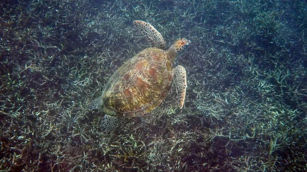 Underwater photo of green sea turtle slowly swimming on scuba diving or snorkeling among tropical coral reef. Wild sea animal in nature and marine life in tropical ocean. — Stock Photo, Image