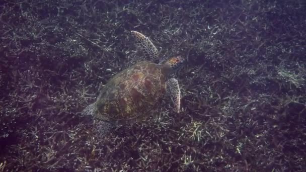 Onderwater video van groene zeeschildpad langzaam zwemmen op duiken of snorkelen tussen tropische koraalriffen. Wilde zeedieren in de natuur en zeeleven in de tropische oceaan. — Stockvideo