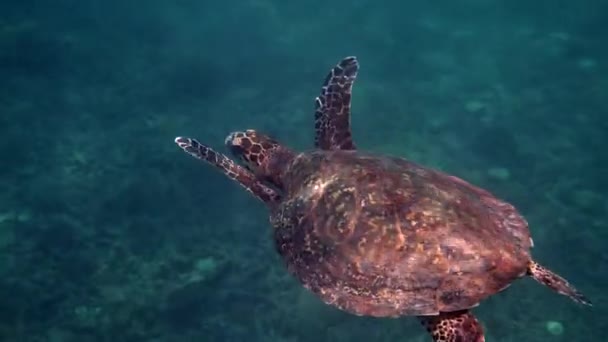 Hawksbill zeeschildpad zwemmen boven het koraalrif op zonnige stralen. Hawks snakken zeeschildpad duik naar beneden in de diepblauwe oceaan. Onderwater video van wilde dieren schildpad. Duiken en snorkelen in de natuur. — Stockvideo