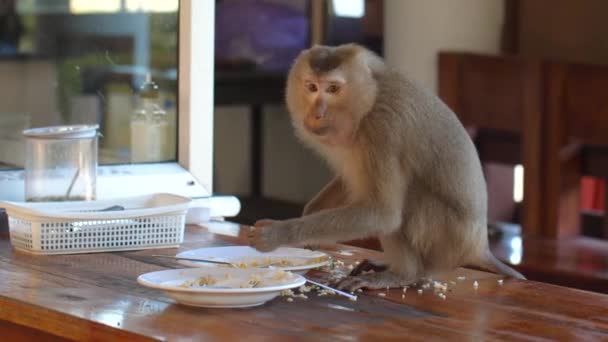 空腹の野生の猿タイの通りのカフェで米や人間の食品の一部を盗む。泥棒猿の群れカフェでテーブルの上に残された食べ物を食べる. — ストック動画