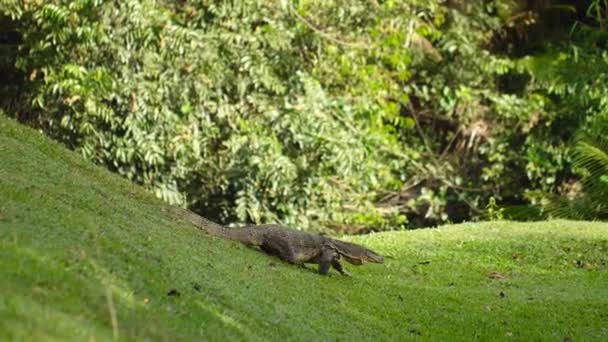 Asian Water Monitor lizard varanus salvator walking on green lawn in park. Big wildlife predator in wild nature. Environment end ecosystem concept. — Stock Video