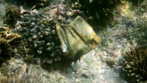 Used face medical mask overgrown with mud and algae lies on coral reef — Stock Video