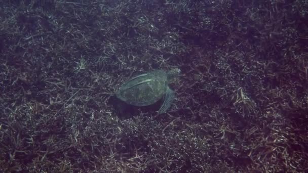 Green sea turtle lying on the coral bottom. Watching a wild sea turtle — Vídeos de Stock