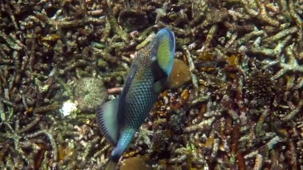 Podvodní video Titan Triggerfish nebo Balistoides viridescens v Thajském zálivu. Obří tropické ryby plavou mezi útesy. Divoká příroda. Potápění nebo šnorchlování. — Stock video