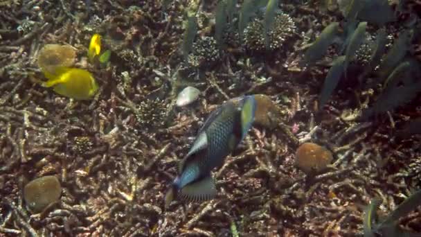 Underwater video of Titan Triggerfish or Balistoides viridescens in Gulf of Thailand. Giant tropical fish swimming among reef. Wild nature. Scuba diving or snorkeling. — Stock Video