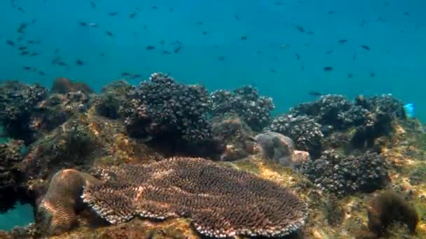 Víz alatti videó a korallok között úszó trópusi halakról. Víz alatti halzátony tengerészgyalogos. Színes tengerpart, tengeri élővilág Thaiföldön. Búvárkodás vagy búvárkodás. — Stock videók