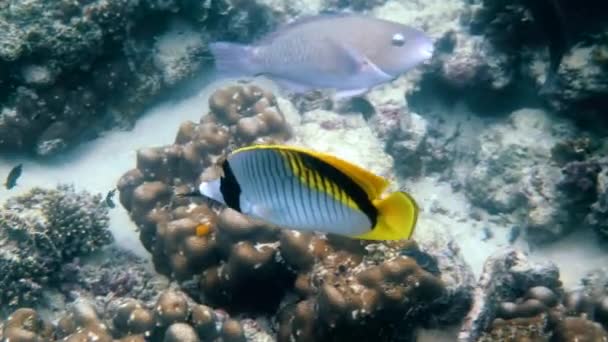 Vídeo submarino del pez mariposa forrado, el pez mariposa más grande de la vida marina — Vídeos de Stock