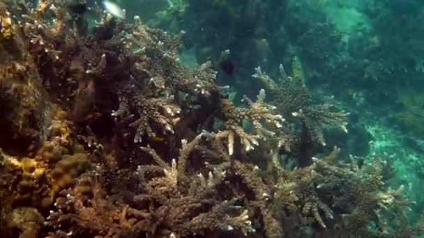 サンゴの間で泳ぐ熱帯魚の水中ビデオ。水中魚礁海洋。カラフルな海の風景、タイ湾の海の野生生物。シュノーケリングやスキューバダイビング. — ストック動画