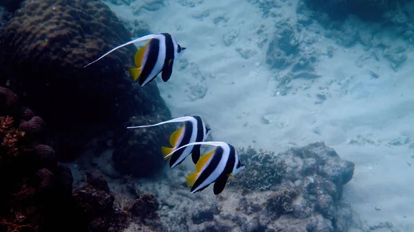 Undersea view of school of longfin bannerfish in beautiful coral reefs in Thailand. Group of striped sea fishes on snorkeling or diving. Underwater video of wild sea world. Save eco concept. — Stock Photo, Image